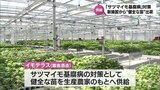 "サツマイモ基腐病"対策の苗 霧島酒造の生産施設「イモテラス」で出荷のピークを迎える | MRTニュース | MRT宮崎放送