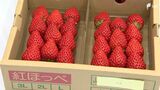 「きれいなイチゴがたくさん揃った」静岡の特産品、イチゴの品評会=静岡市　|　静岡のニュース | SBSNEWS | 静岡放送