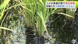 コメの高温対策 青森県が田植えを3週間ほど遅らせて暑い時期の出穂を避けるなど新たな実証実験を県内6か所で実施へ 結果次第では普及を進めていくことに | 青森のニュース│ATV NEWS│青森テレビ