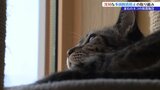 不幸な猫たちを増やさないために 多頭飼育の問題防止に取り組む女性|TBS NEWS DIG