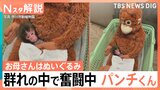 「パンチくん」群れの中で奮闘中　“ぬいぐるみと成長”過去には「クマ」と…その後は出産も【Nスタ解説】|TBS NEWS DIG