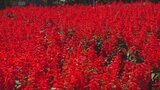 真っ赤なサルビアの花が公園を彩る 北杜市・南八ヶ岳花の森公園|TBS NEWS DIG