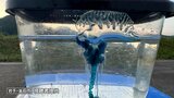 透き通る美しい青~それ、触らないで! 猛毒のクラゲ「カツオノエボシ」を海水浴場で発見 岩手・釜石市|TBS NEWS DIG