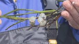 「住む魚が増えてほしい」減少した海草のアマモを増やしたい...浜名湖で親子が種取り＝静岡・浜松市|TBS NEWS DIG