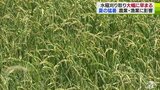 高温続き「稲刈り」の適期　大幅に早まる見込み　品質低下防ぐため早めの準備を　青森県|TBS NEWS DIG