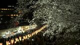 250本のソメイヨシノは週末に満開の予想 「岡山さくらカーニバル」夜桜も見ごろに【岡山】|TBS NEWS DIG