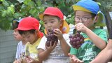 幼稚園で園児が育ててきたブドウを収穫体験　色鮮やかなピオーネとシャインマスカット【岡山・井原市】　|　岡山・香川のニュース | 天気 | RSK山陽放送