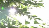 熱中症の症状で倒れていた88歳の男性が死亡　長野県内で今シーズン初の熱中症死者とみられる　|　SBC NEWS | 長野のニュース | SBC信越放送