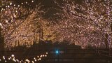 石和温泉郷の桜並木に55万球のイルミネーション　温泉街が幻想的な雰囲気に|TBS NEWS DIG