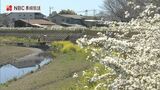 もうすぐ桜との3色共演も 大村市大上戸川のユキヤナギと菜の花 | 長崎のニュース | 天気 | NBC長崎放送