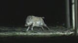 【動画あり】闇夜に走り回るイノシシ 「確保!」までの一部始終 | 山梨のニュース | UTYテレビ山梨