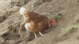 「家畜も健康に育ててください」 山梨県が全国初のアニマルウェルフェア認証制度を創設 畜産物の高付加価値化を目指す|TBS NEWS DIG
