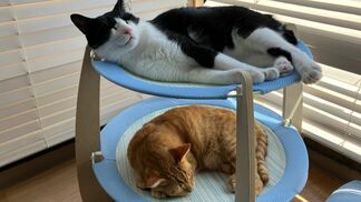 「幸せに繋がらない譲渡はしない」10年目迎えた保護猫カフェ「ネコのしっぽ」自分らしく過ごす27匹 女性店長が貫く信念、命への責任と覚悟 | 富山のニュース|天気・防災|チューリップテレビ