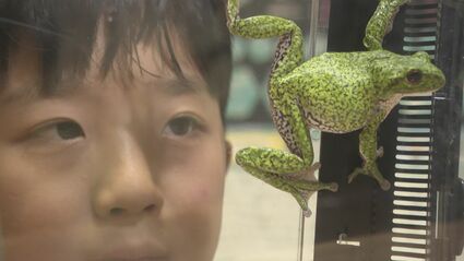 カエルに魅せられたスーパー小学生「かえるクン」 どっぷりハマって