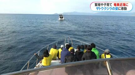 目の前に体長15メートルの大迫力 奄美近海にザトウクジラ 冬の観光の