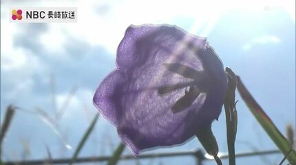 花台 真っ白な樫野崎灯台を 真っ白な水仙が そっと、包み込むように咲いて