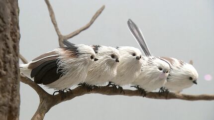 色鮮やかな鳥たち すべてお菓子でできているんです その名も「お菓子で