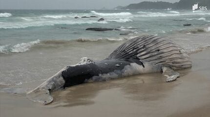 海岸に打ち上げられた体長9.4メートルのクジラの死骸 砂浜に穴掘り埋め