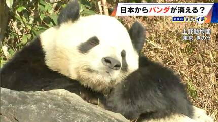 日本からパンダが消える？来年1月から｢ゼロパンダ｣状態に…パンダが再び