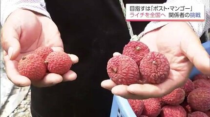 ライチ苗　品種　クエイメイピンク　小さな実付き マンゴーよりもライチやな」 国内流通わずか2％未満の超希少な「生