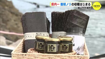 福山市 内海町 広島県内一 養殖ノリの収穫はじまる | RCC NEWS | 広島