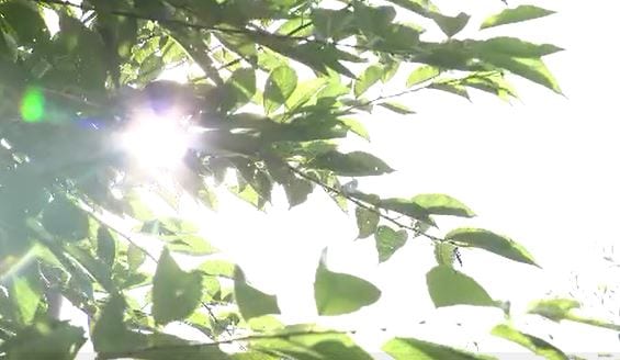 熱中症の症状で倒れていた88歳の男性が死亡　長野県内で今シーズン初の熱中症死者とみられる|TBS NEWS DIG