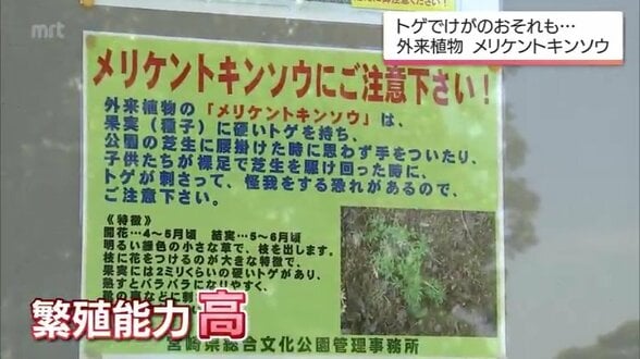 芝生に潜む"刺客" 外来植物 「メリケントキンソウ」に要注意！足裏にチクリと痛み【MRTニュース2025を振り返る】　|　MRTニュース ｜ ＭＲＴ宮崎放送