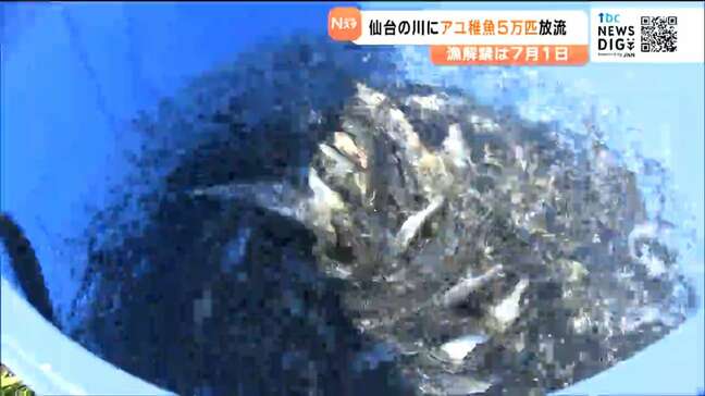 「太公望が期待している」アユの稚魚5万匹放流 仙台|TBS NEWS DIG