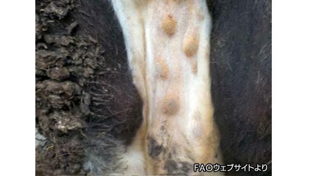 「ランピースキン病」蚊が媒介 国内初確認から1カ月発生は福岡・熊本のみ 対策一定効果か|TBS NEWS DIG