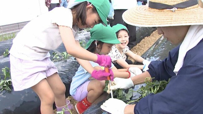 園児たちがサツマイモの苗植え「おいしいお芋に育って!」約1000本の“種子島紫”を畑に　「芋屋金次郎」展開する会社が食育の一環で実施【高知】|TBS NEWS DIG