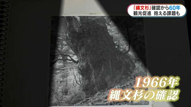 「縄文杉」確認から60年 “屋久島のシンボル”直面する新たな課題 鹿児島|TBS NEWS DIG