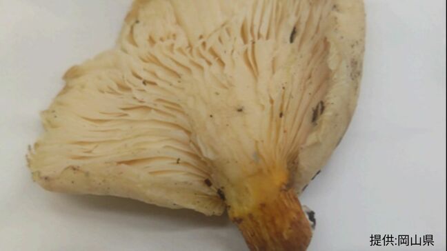 真庭市で毒キノコ「ツキヨタケ」による食中毒発生 「採らない」「食べない」「売らない」「人にあげない」【岡山】|TBS NEWS DIG