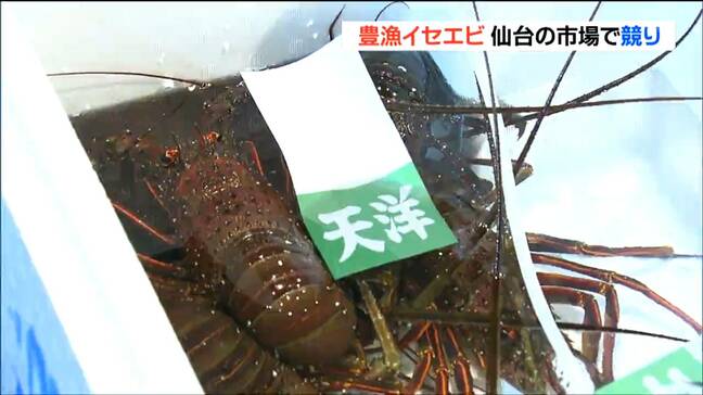 水揚げ量は2024年の20倍！宮城でイセエビが豊漁 仙台市中央卸売市場に活気|TBS NEWS DIG