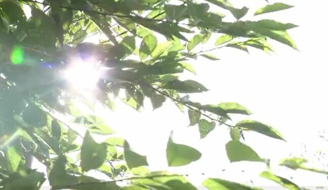 熱中症の症状で倒れていた88歳の男性が死亡 長野県内で今シーズン初の熱中症死者とみられる|TBS NEWS DIG