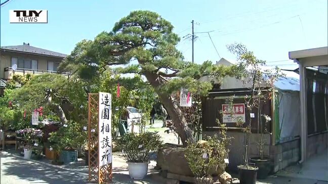 色鮮やかなツツジに樹齢200年の松! 400年以上の歴史を持つ "薬師祭植木市" 始まる(山形市) |TBS NEWS DIG