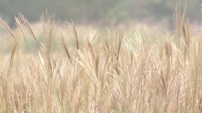 二十四節気「寒露」　タデ原湿原でススキが見頃　大分・九重町|TBS NEWS DIG