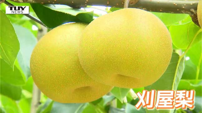 飛ぶように売れる！ 刈屋梨の主力品種 "幸水" の収穫始まる　例年を越えるほどの成長で甘さも十分！（山形）　|TBS NEWS DIG