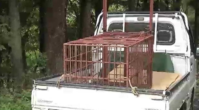 捕獲のクマ４頭DNA一致せず 死亡した女性襲ったクマとは別の個体か　宮城・栗原市|TBS NEWS DIG