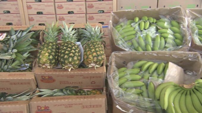 ご先祖様を迎える旧盆を前にお供え物のバナナやパイナップルなど果物の出荷作業に追われる|TBS NEWS DIG