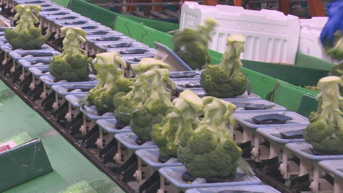「例年通りの“最高の出来”」春ブロッコリーの出荷が本格化…今年は300トン出荷を見込む|TBS NEWS DIG