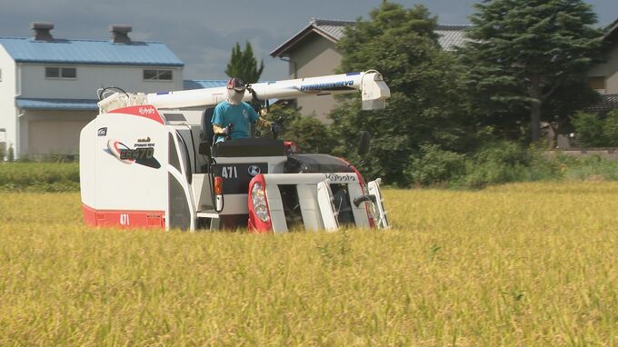 「焦って刈っている」コメ農家も稲刈り足早に 台風7号15日遅くから16日朝にかけ石川県内最接近 　|　石川県のニュース｜MRO北陸放送