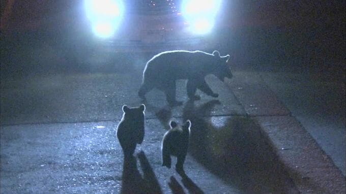 家の外で物音が・・・福島市で75歳男性がクマに両腕噛まれる　|　福島のニュース│TUF