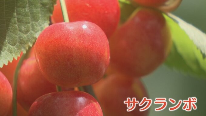 「去年よりたくさんの実が」　今年のサクランボは豊作見込み　サクランボ狩り増加にも期待　山梨・南アルプス市　|　山梨のニュース | ＵＴＹテレビ山梨
