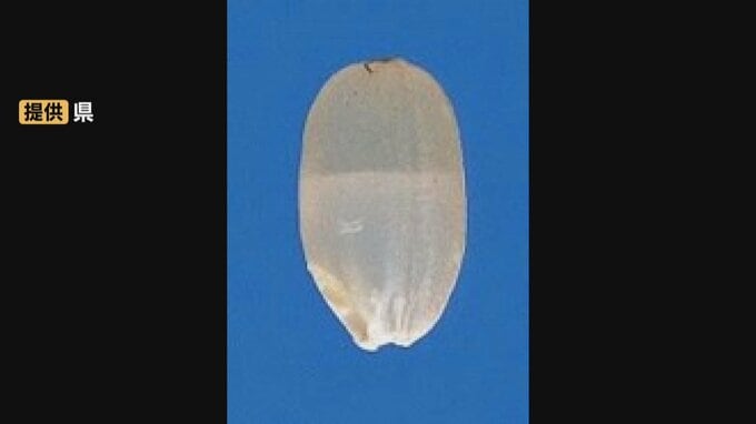 高温で「胴割れ米」懸念…県が農協や生産者に緊急の注意呼びかけ 水管理徹底や早めの刈り取りを　富山　|　富山のニュース｜天気・防災｜チューリップテレビ