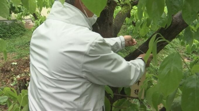 干し柿の産地で柿の木オーナー説明会　島根県・松江市　|　BSSニュース | BSS山陰放送