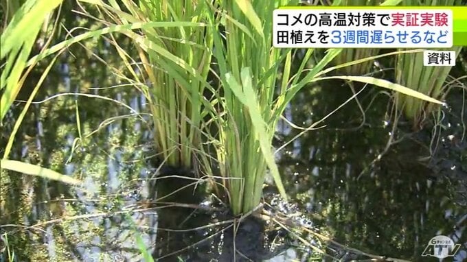 コメの高温対策　青森県が田植えを3週間ほど遅らせて暑い時期の出穂を避けるなど新たな実証実験を県内6か所で実施へ　結果次第では普及を進めていくことに|TBS NEWS DIG