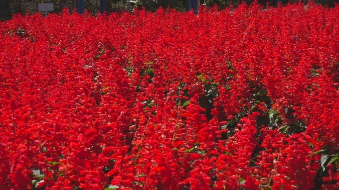 真っ赤なサルビアの花が公園を彩る　北杜市・南八ヶ岳花の森公園|TBS NEWS DIG