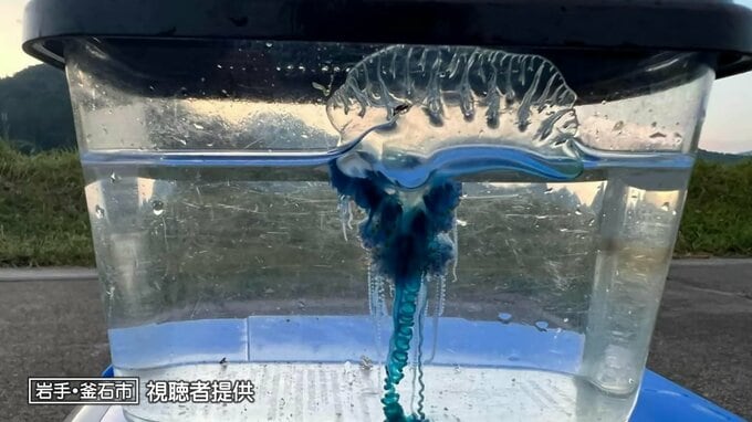 透き通る美しい青～それ、触らないで！　猛毒のクラゲ「カツオノエボシ」を海水浴場で発見　岩手・釜石市|TBS NEWS DIG