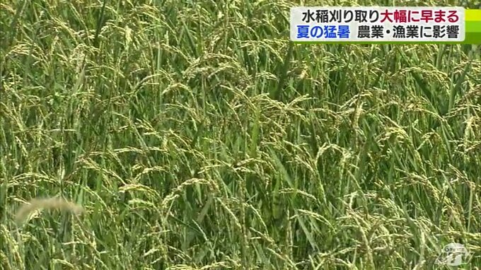 高温続き「稲刈り」の適期　大幅に早まる見込み　品質低下防ぐため早めの準備を　青森県|TBS NEWS DIG