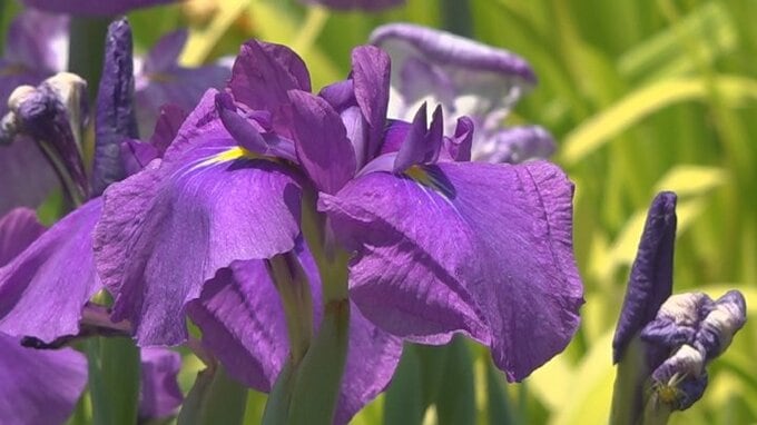 白や紫、黄色のハナショウブが鮮やかに咲き誇る　早川町京ヶ島|TBS NEWS DIG